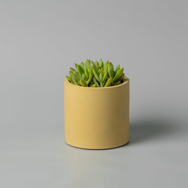 4" concrete cylinder planter in yellow 