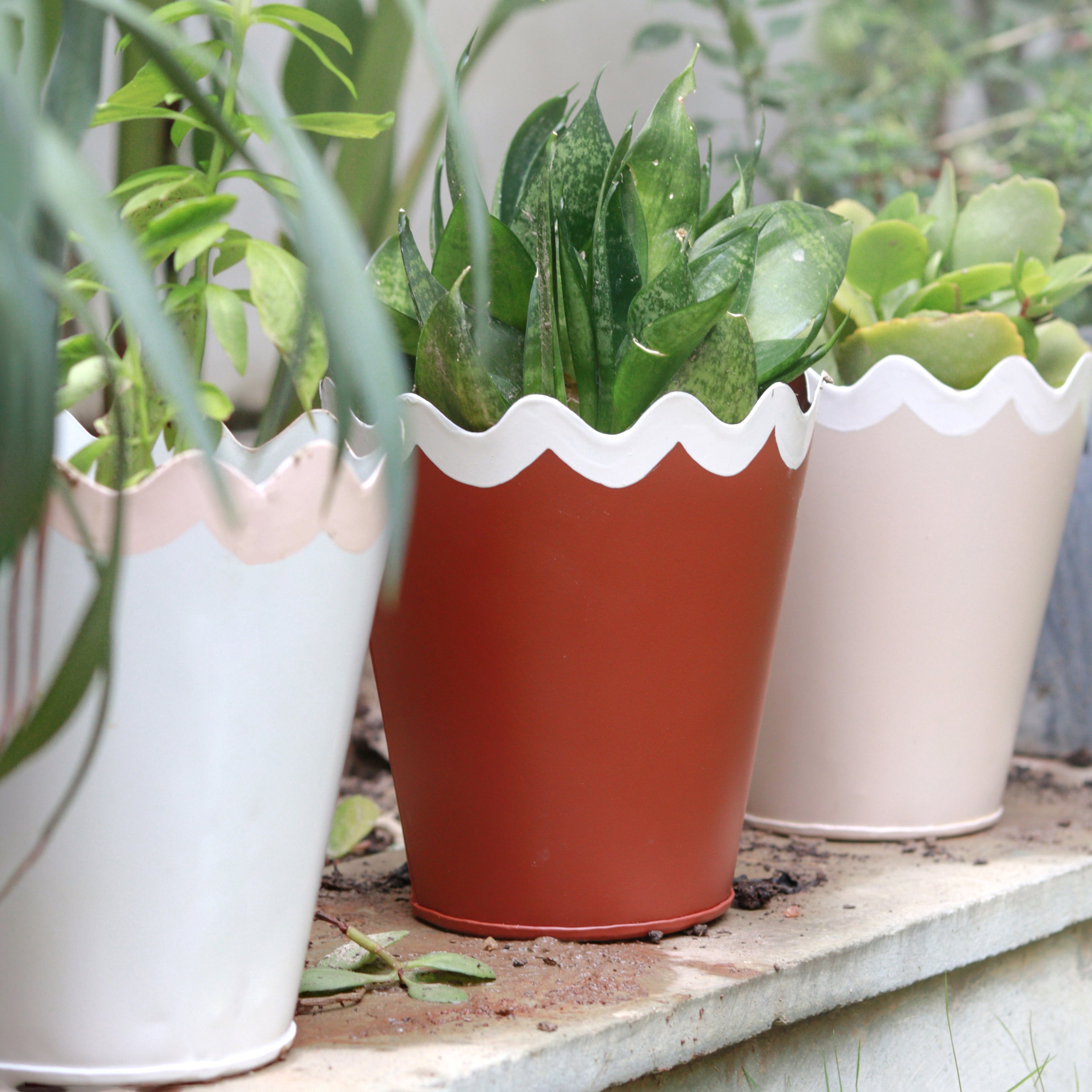 Scallop Planter