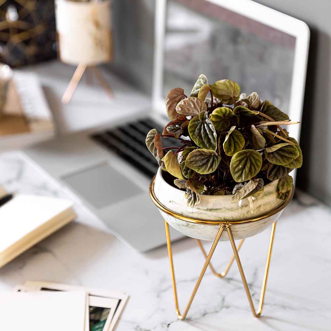 Forest Green Bowl Planter with Stand