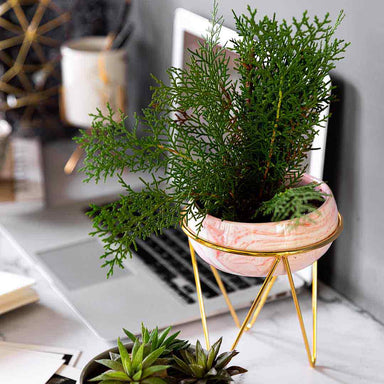 Pink Bowl Planter with Stand