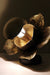 Celeste Flower Table Lamp by homeblitz.in
