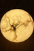 Gibbous Table Lamp - Dia:180mm, H: 125mm / Alabaster, Stainless Steel - Lighting