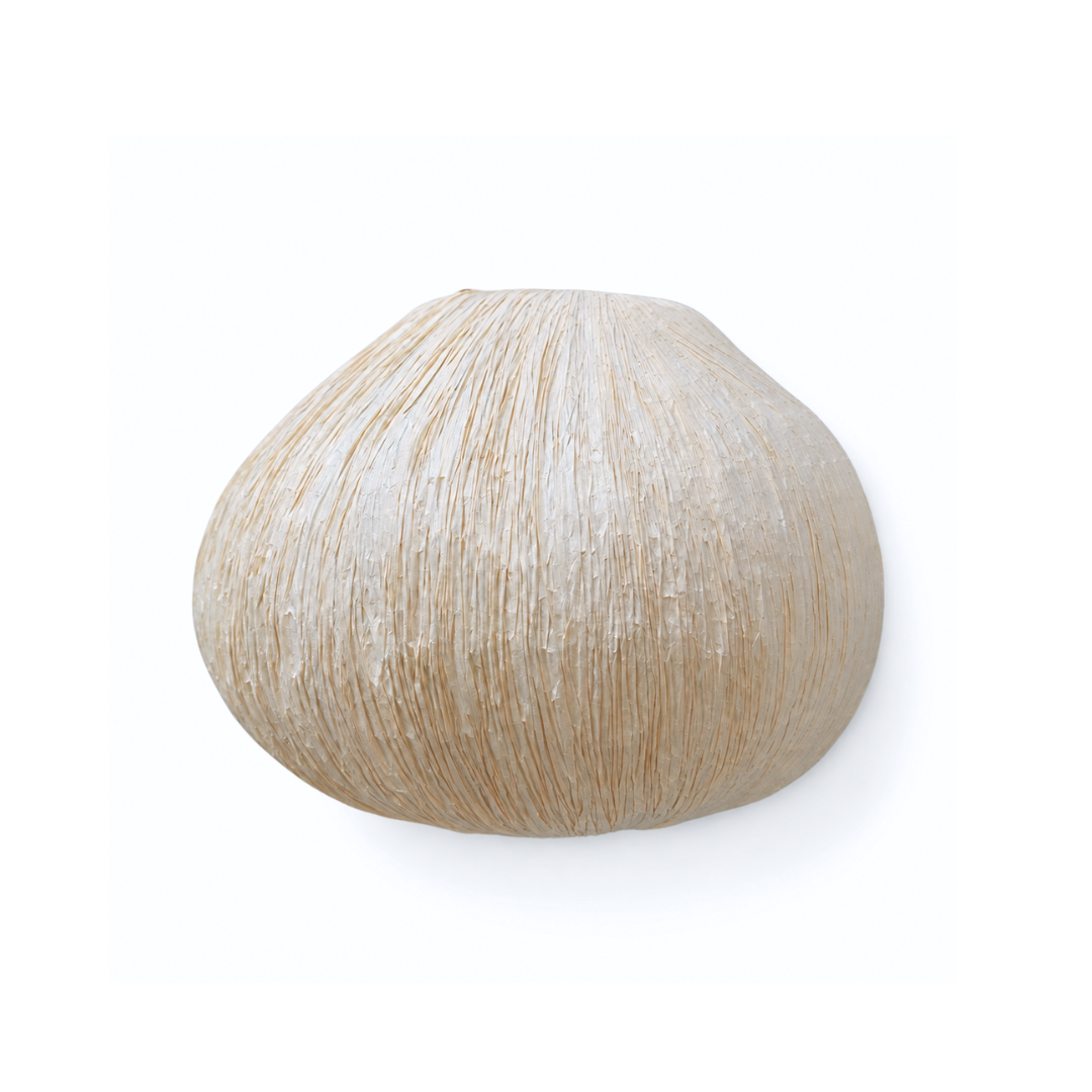 Papyrus Dome Wall Lamp - Banana Fiber paper / H: 8’’ W: 13’’ - Lighting
