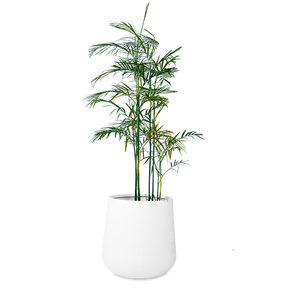 dd8b3531-69cb-4a55-86ed-e0f0a38b2dc3/Aquila-MedWhite-Textured-Plant2.jpg