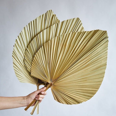 Palm Leaf Wall Fan ( set of 2 )