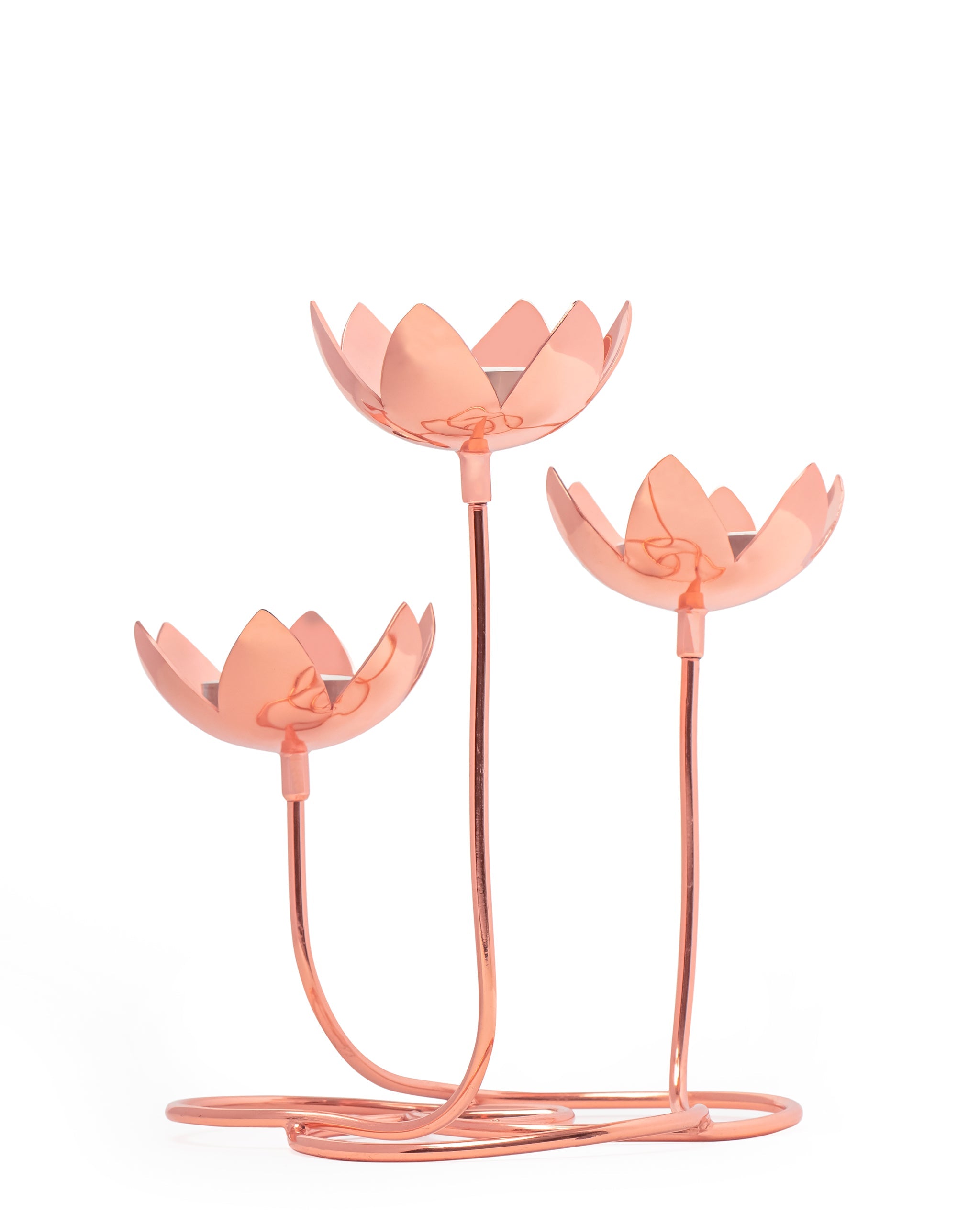 Lotus Cluster