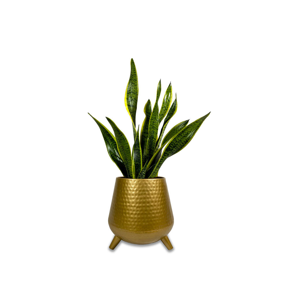 UFO Planter Gold - Palasa