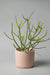 6" concrete cylinder planter in pink