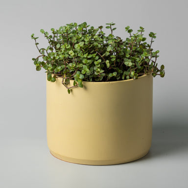 8" concrete cylinder planter in yellow