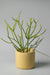 6" concrete cylinder planter in yellow 