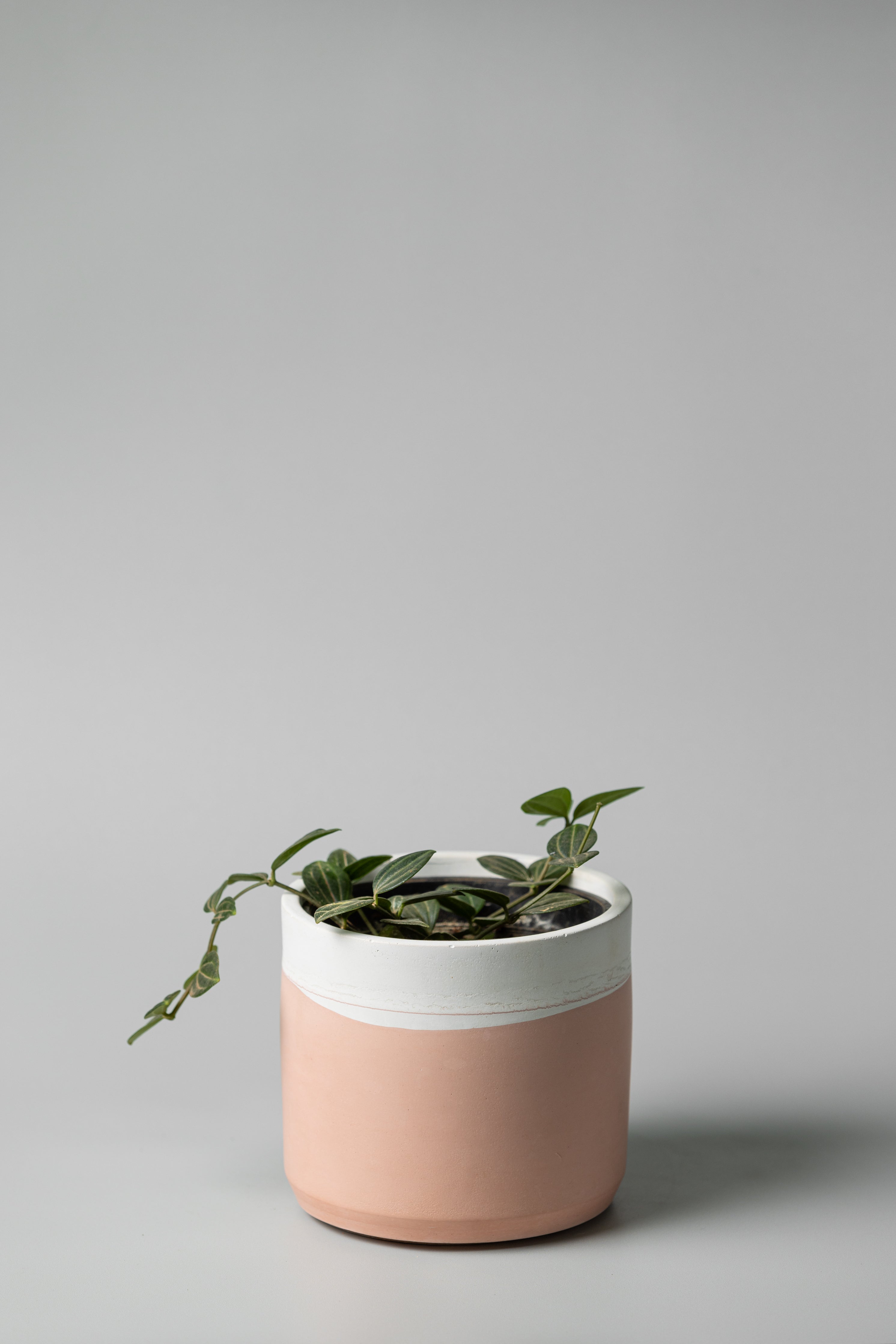 6" concrete cylinder planter in white pink
