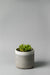 6" concrete cylinder planter in white gray