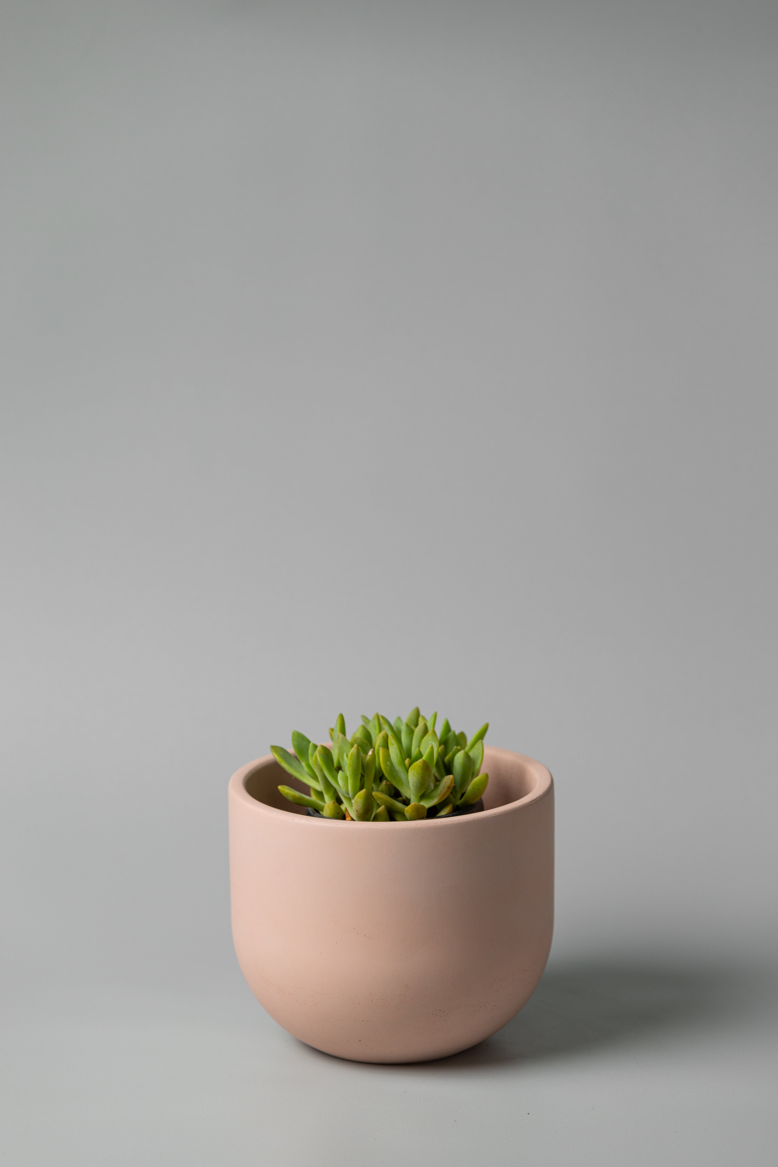 6" beige concrete planter with a succulent 
