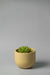 Yellow concrete planter 6" with a succulent 