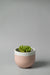 6" white and pink concrete planter with a plant