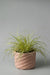 6" pink prickly concrete planter