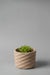 6" beige prickly concrete planter