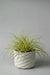 6" white prickly concrete planter