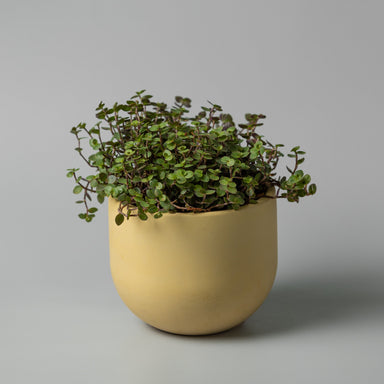 Concrete yellow 6" planter with a plant
