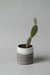 4" concrete cylinder planter in white gray