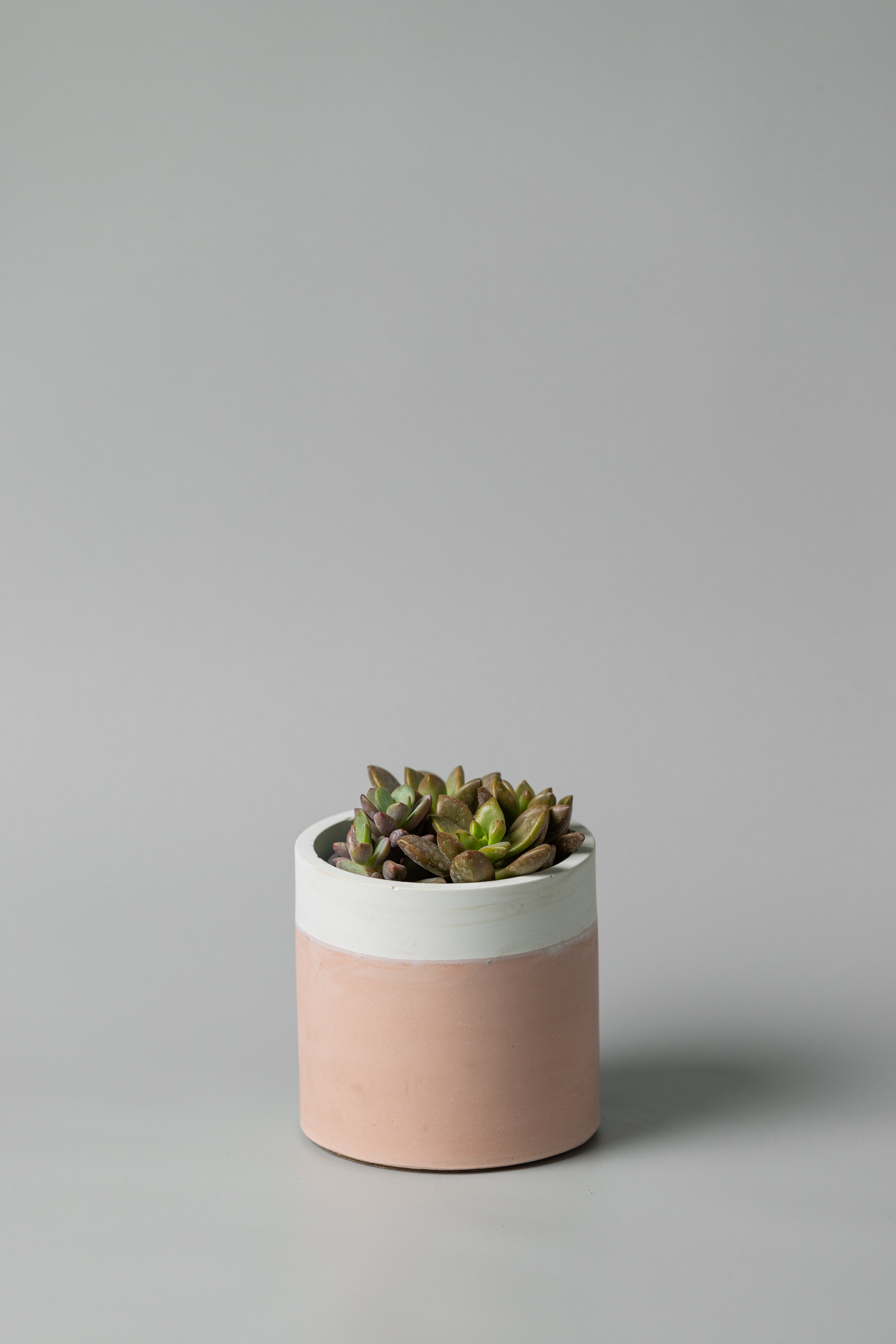 4" concrete cylinder planter in white pink