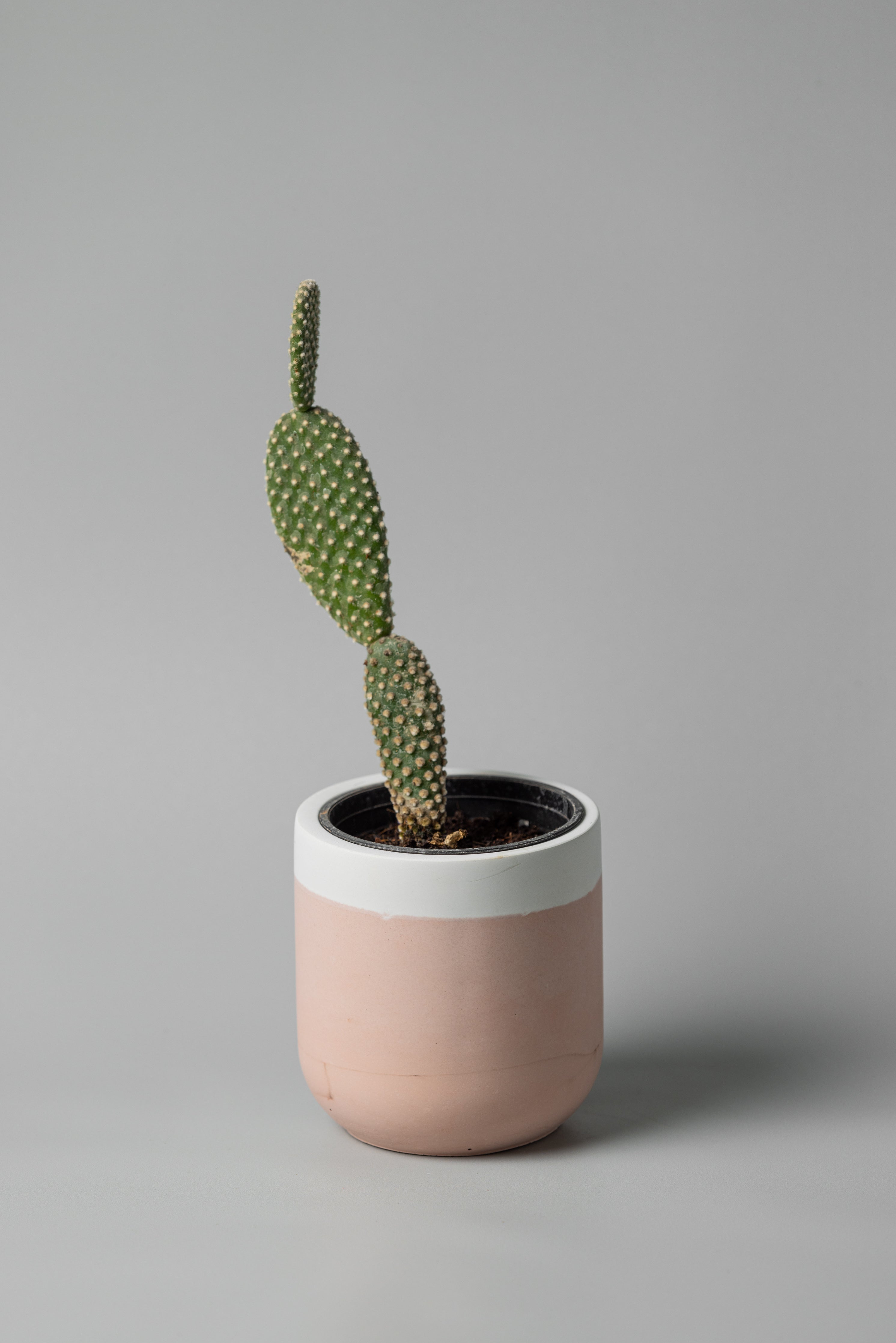 Tamago concrete planter white pink