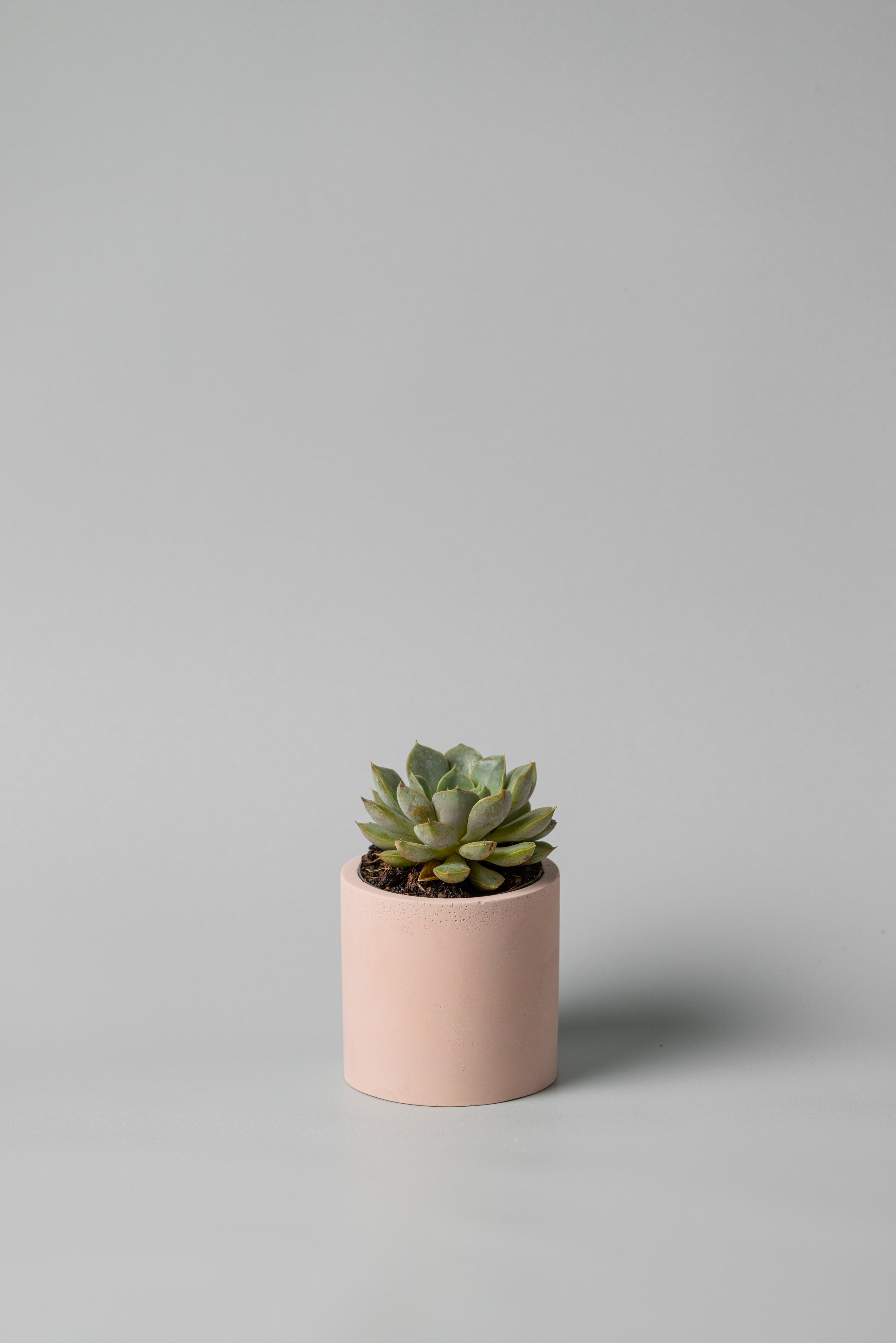 3" concrete cylinder planter in pink