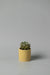 3" concrete cylinder planter in yellow