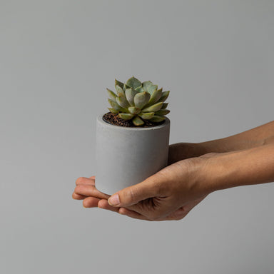 3" concrete cylinder planter in gray