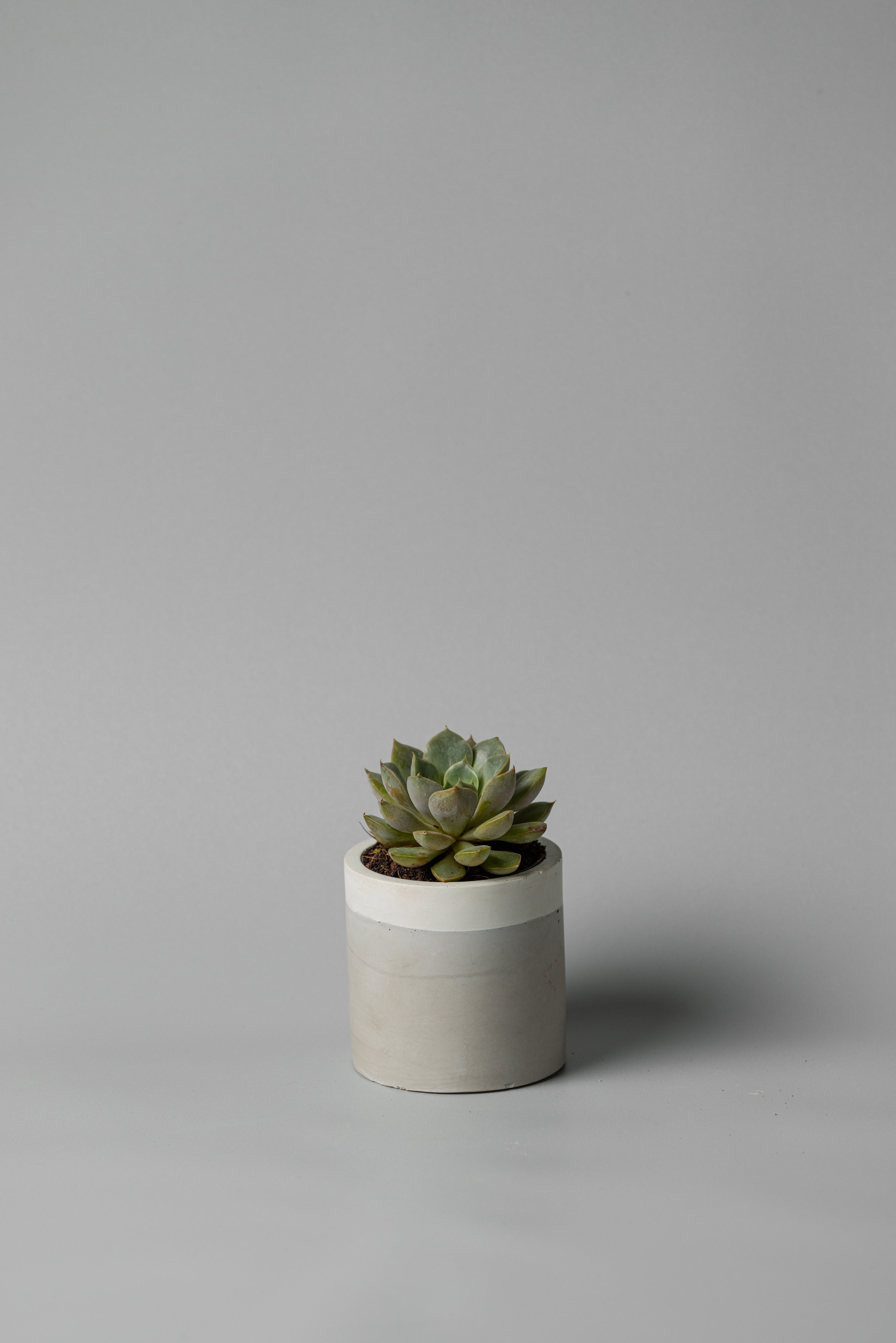 3" concrete cylinder planter in white gray