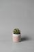 3" concrete cylinder planter in white pink