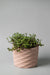 7" pink prickly concrete planter