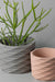 7" gray and 6" pink prickly concrete planters 