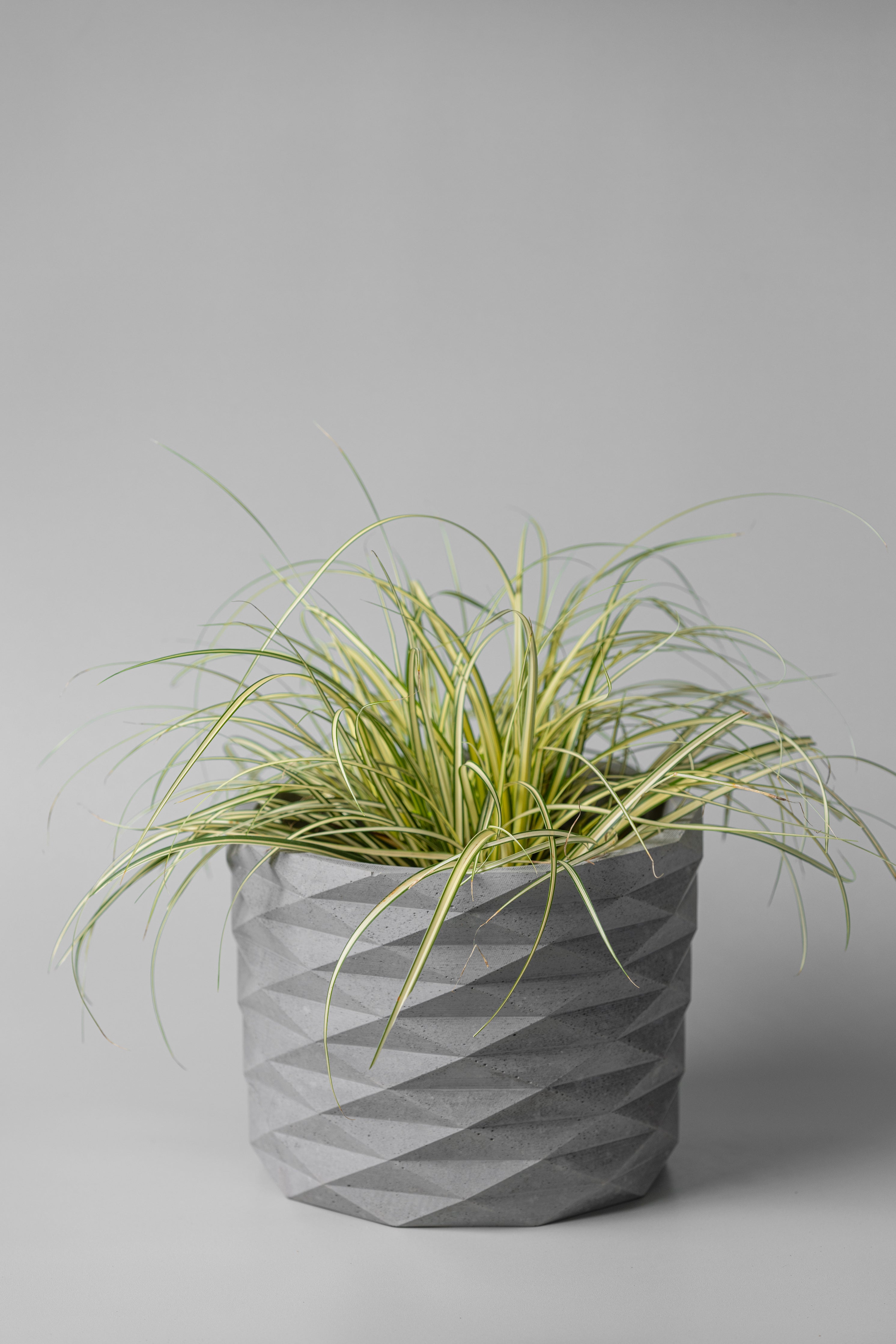 7" gray prickly concrete planter